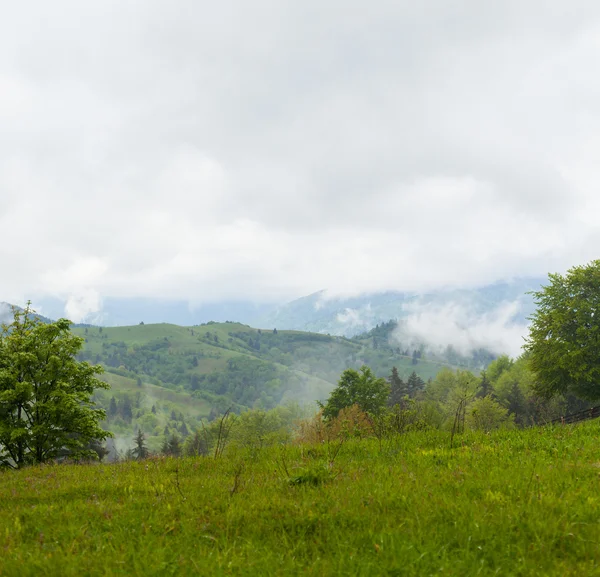 Orman kalın sis tarafından çevrili tepeleri arasında — Stok fotoğraf