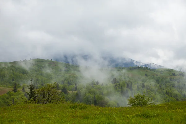 Floresta entre colinas cercada por névoa espessa — Fotografia de Stock