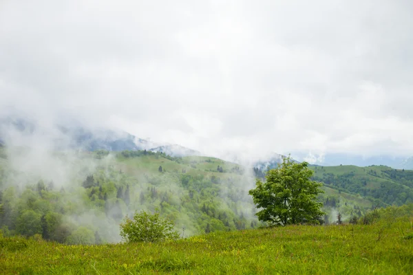 Skogen bland kullarna omgiven av tjock dimma — Stockfoto