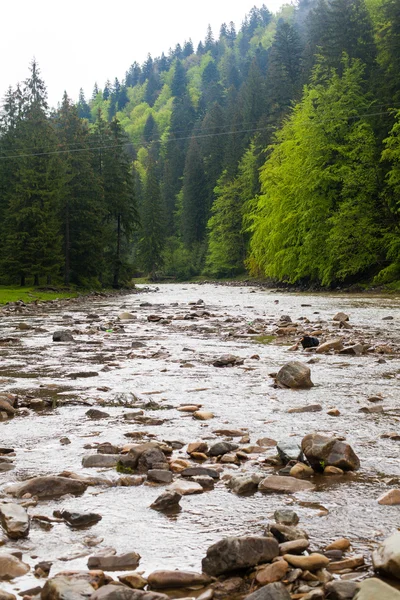 Річка в лісі — стокове фото