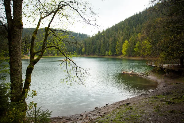 Güzel göl ve orman
