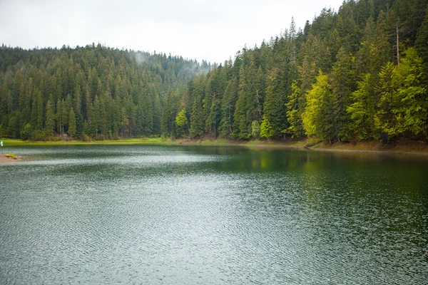 Bellissimo lago e foresta — Foto Stock