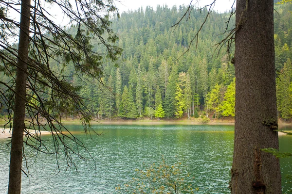 Bellissimo lago e foresta — Foto Stock