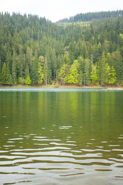 Güzel göl ve orman çevresinde — Stok fotoğraf