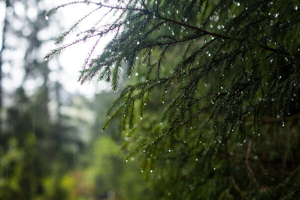 Pine tree with rain drops