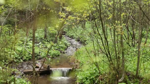 Wald mit Flussspuren — Stockvideo