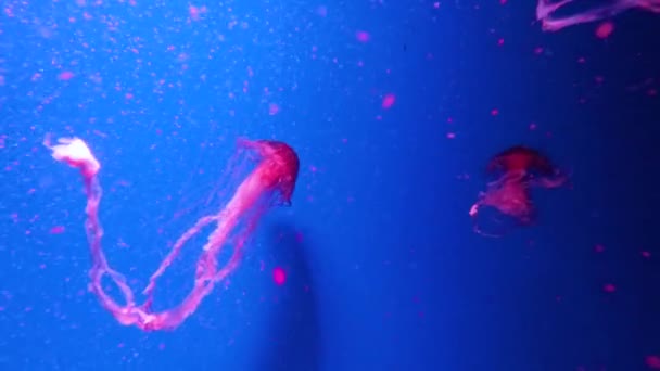 Медузы плавают в аквариуме. — стоковое видео