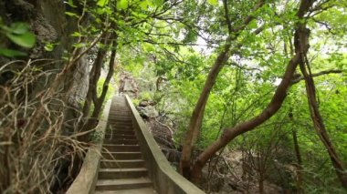 Ormandaki eski merdiven