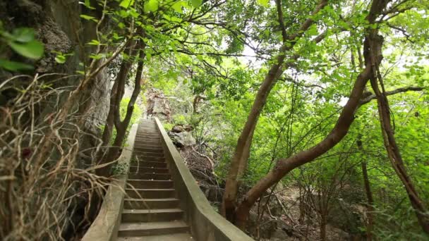 Ancient staircase in forest — Stock Video