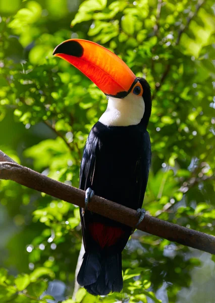 Toucan no ramo — Fotografia de Stock