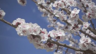 Bahar çiçek çiçeklenme. Ağır çekim