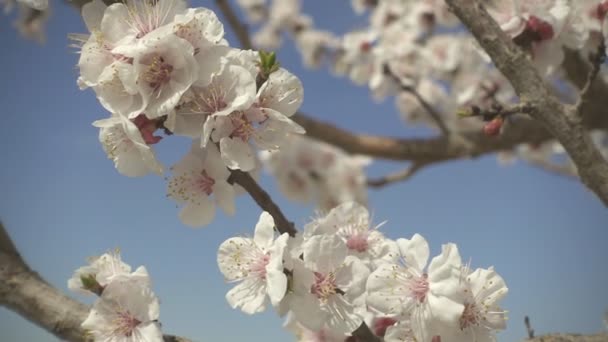 Flores de primavera florescendo. Movimento lento — Vídeo de Stock