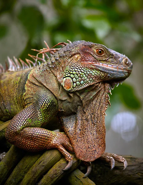 Groene leguaan reptiel — Stockfoto