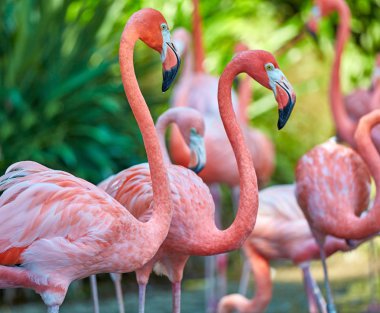 Parkta pembe flamingolar