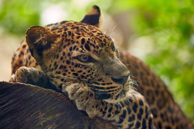Ağaçta yatan leopar