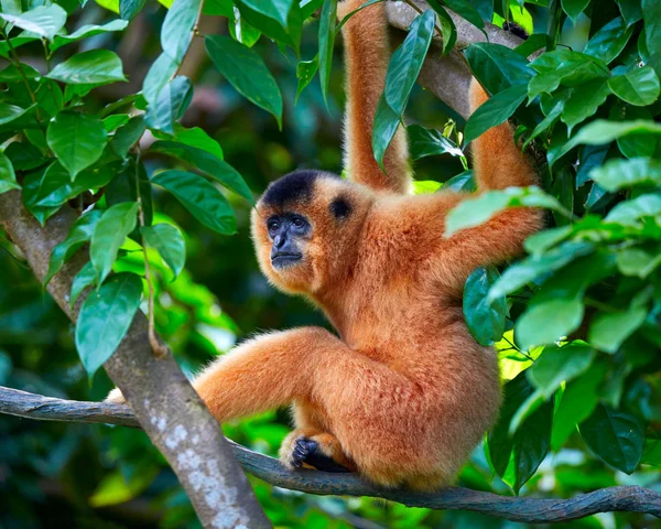 Macaco na árvore — Fotografia de Stock