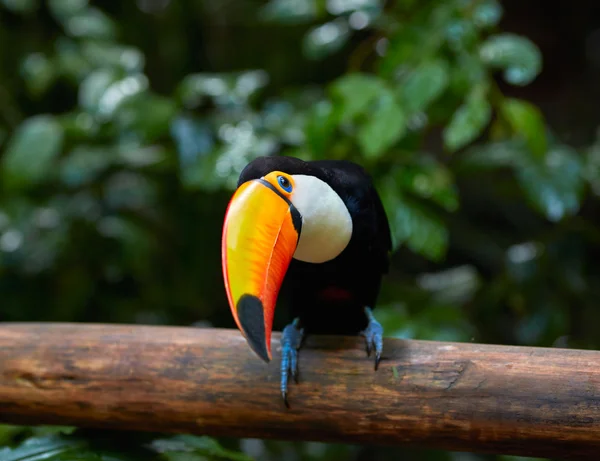 Тукан на ветке в тропических лесах Бразилии — стоковое фото