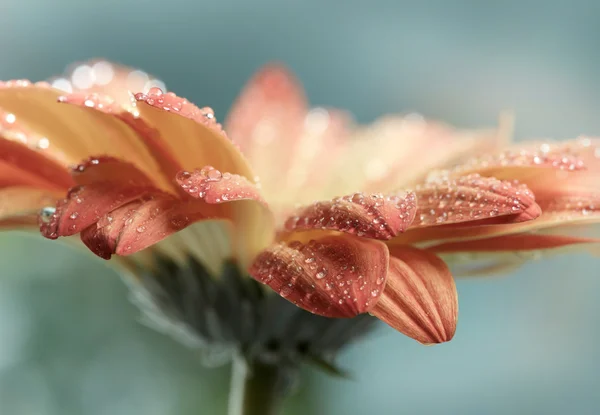 Orangen Gänseblümchen Gerbera Blume mit Wassertropfen. Instagram-Stil Tonne — Stockfoto