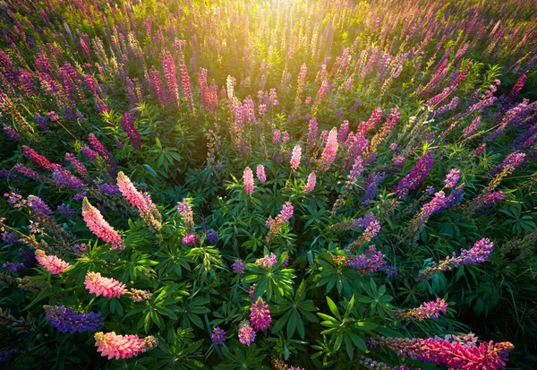 Acı bakla çiçek arka plan. Gün batımı l çiçeklenir Lupines alan — Stok fotoğraf