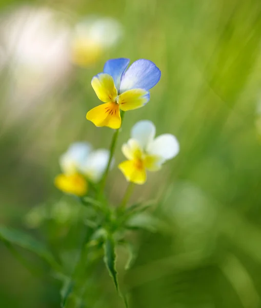 Wiosenne kwiaty tło. Płytkie Dof — Zdjęcie stockowe