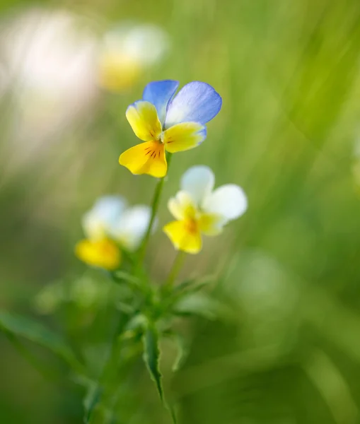 Vårens blommor bakgrund. Grunda Dof — Stockfoto