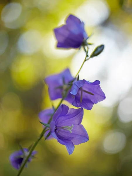 Bluebells flowers in the forest. Shallow DOF — Stock Photo, Image