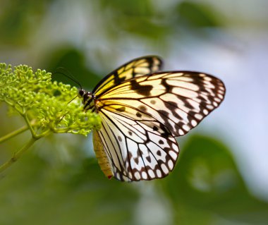 Beyaz kelebek çiçek