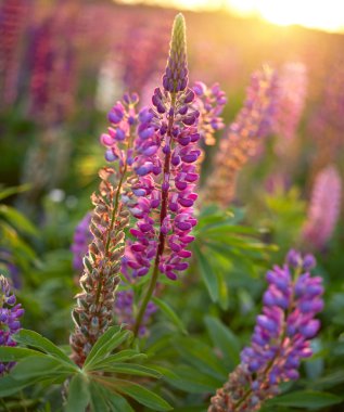 Acı bakla çiçek arka plan. Gün batımı l çiçeklenir Lupines alan