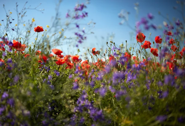Abstract photo of poppy field flowers. Shallow DOF — Stock Photo, Image