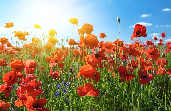 Flores de campo amapola. Amapolas rojas sobre fondo azul cielo —  Fotos de Stock