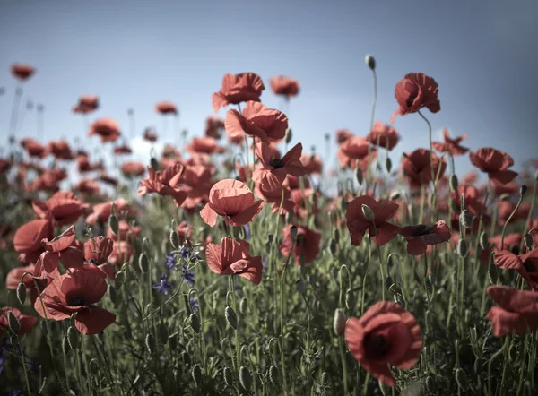 Flores de campo amapola. Tonificado con efecto de filtro de instagram vintage —  Fotos de Stock