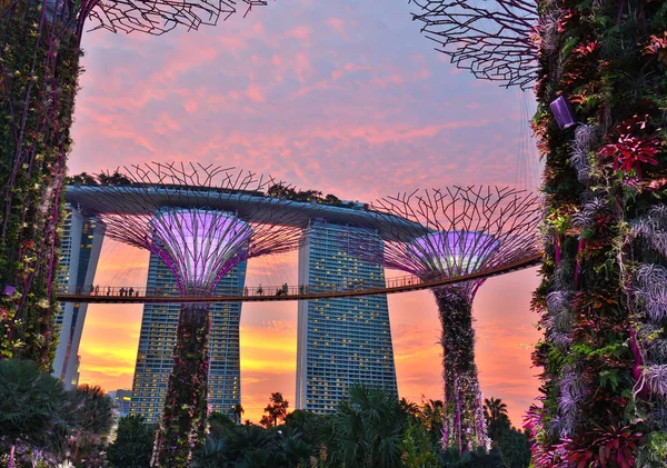 Supertrees op tuinen langs de baai. Singapore — Stockfoto