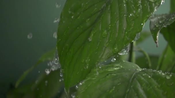 Gotas de agua cayendo sobre hojas verdes — Vídeos de Stock