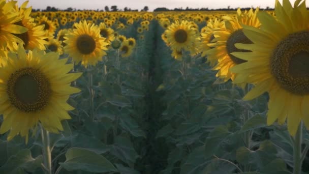 Campo de girassóis ao pôr-do-sol — Vídeo de Stock