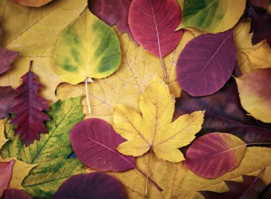 sonbahar yaprakları arka plan