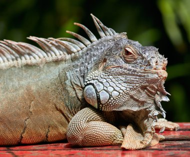 Vahşi yeşil iguana portresi