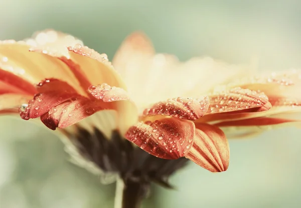 Laranja flor de gerbera margarida com gotas de água — Fotografia de Stock