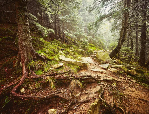 Geheimnisvoller Wald in den Bergen — Stockfoto