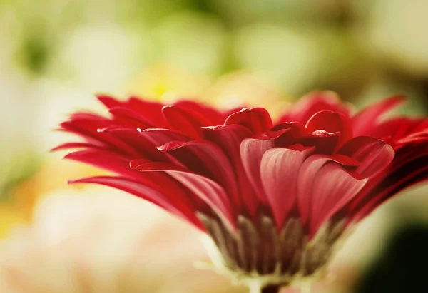 Rode daisy gerbera bloem met soft focus Sea... — Stockfoto