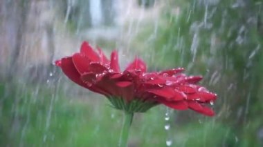 Damlacık yağmur sırasında bir kırmızı gerbera Çiçek yaprağı üzerinde. Kırmızı papatya gerbera waterdrops ile. Ağır çekim