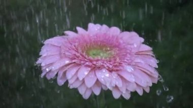 Daisy pembe gerbera çiçek yağmur altında. Ağır çekim 
