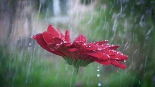 Червона ромашкова квітка гербери з водяними пагонами під дощем — стокове відео