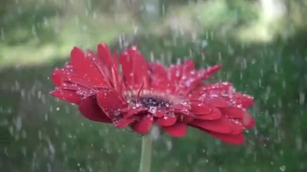 Gerbera margherita rossa fiore con gocce d'acqua sotto la pioggia — Video Stock