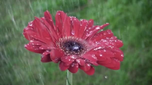 Kapičky na červená gerbera okvětním za deště. Červená daisy gerbera s kapkami vody. Zpomalený pohyb