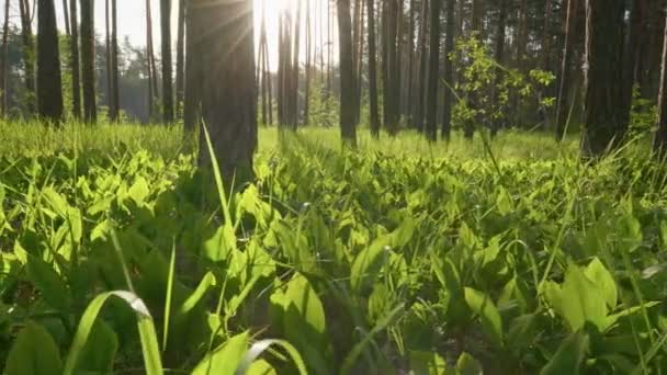 Linda floresta de primavera ao nascer do sol. vegetação verde exuberante é alcatifado no chão. O sol rompe os troncos das árvores altas. Primavera verão natureza floresta paisagem. Gimbal tiro, UHD — Vídeo de Stock