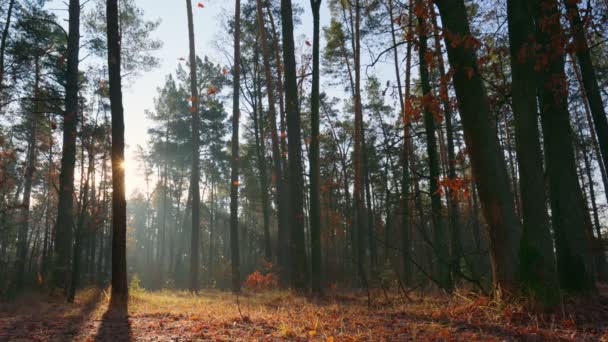 Hojas de roble naranja caen lentamente al suelo desde el árbol. Hermoso bosque de otoño durante la puesta del sol, el sol sale de detrás del tronco del árbol. Alta calidad, cámara lenta, UHD — Vídeo de stock