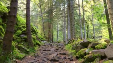 Kamera ormandaki ağaçlar arasında kayalık bir patika boyunca hareket eder. Taşlar yeşil yosun ile kaplıdır, ağaçlar güneş ışınlarıyla aydınlatılır. Doğa yürüyüşleri için uygun bir yer, spor. Gimbal atışı.