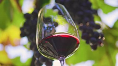 Muhteşem yıllanmış kırmızı şarap bir bardakta üzüm bağına çarpıyor. Kırmızı şarabı tatmak. Kaliforniya, ABD 'de şarap üretimi. Yavaş çekim.