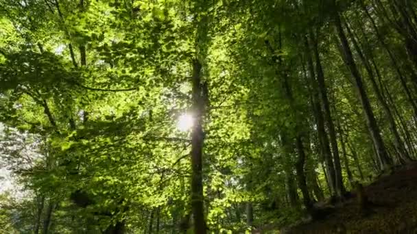 Zielony las bukowy w środku lata, słońce przebija się przez liście drzew. Kamera powoli przesuwa się w dół zbocza, na którym rosną bujne drzewa. Letni słoneczny dzień w lesie, świetne miejsce na — Wideo stockowe