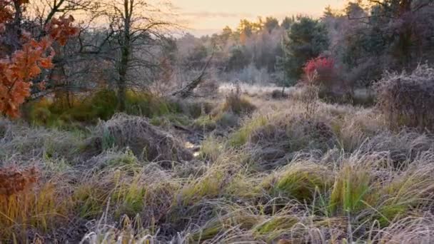 Ανέγγιχτη φύση του εθνικού πάρκου. Η διασταύρωση του φθινοπώρου και του χειμώνα. Ίνιο καλυμμένο γρασίδι, φθινοπωρινά δέντρα και λίγη ομίχλη. Swampy, αδιαπέραστο έδαφος, αυγή. UHD, 4K — Αρχείο Βίντεο